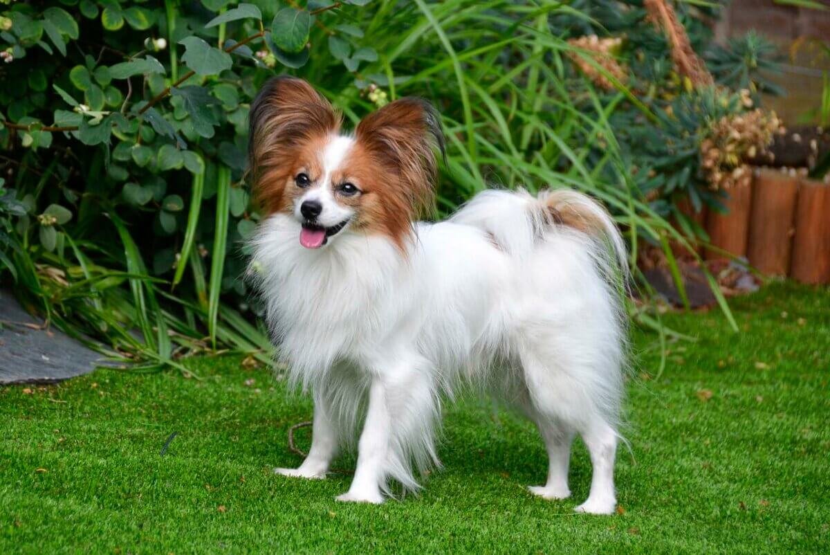 Папильон на голове