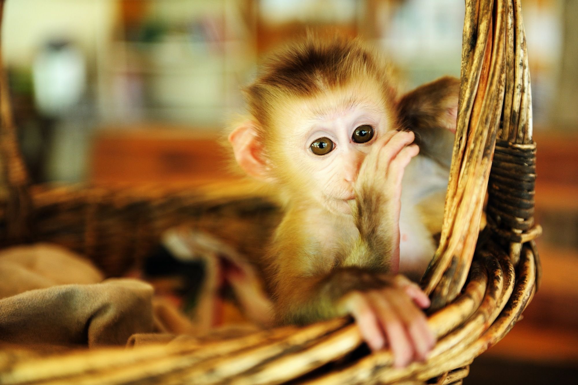Год обезьяны животных. Домашние обезьянки. Маленькие обезьянки. Маленькая обезьяна. Милая маленькая обезьянка.