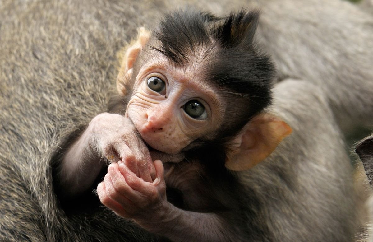 Игривая обезьянка