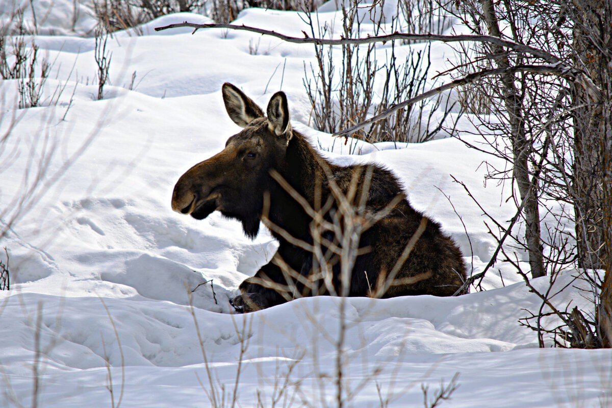 Охота на лося в Ярославской области