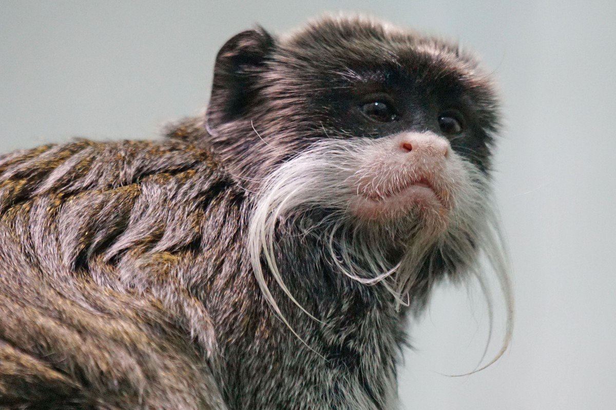 Лохматая обезьяна