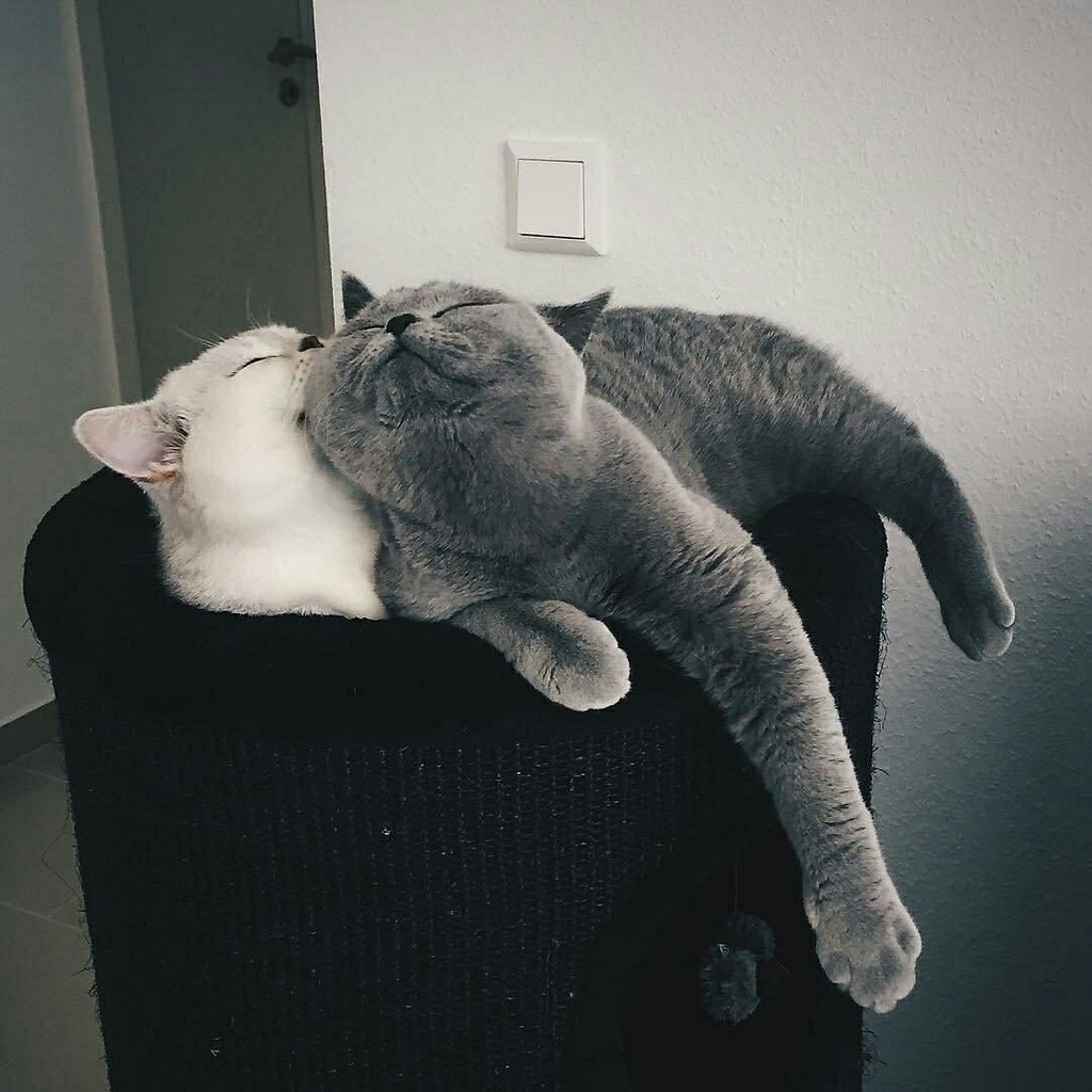 Кошки тьмок