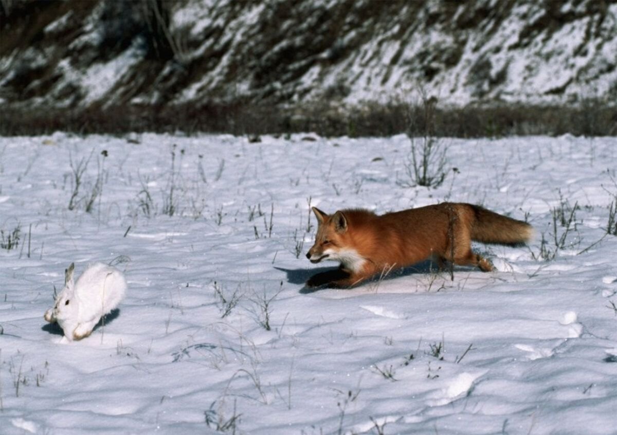 Лиса гонится за зайцем
