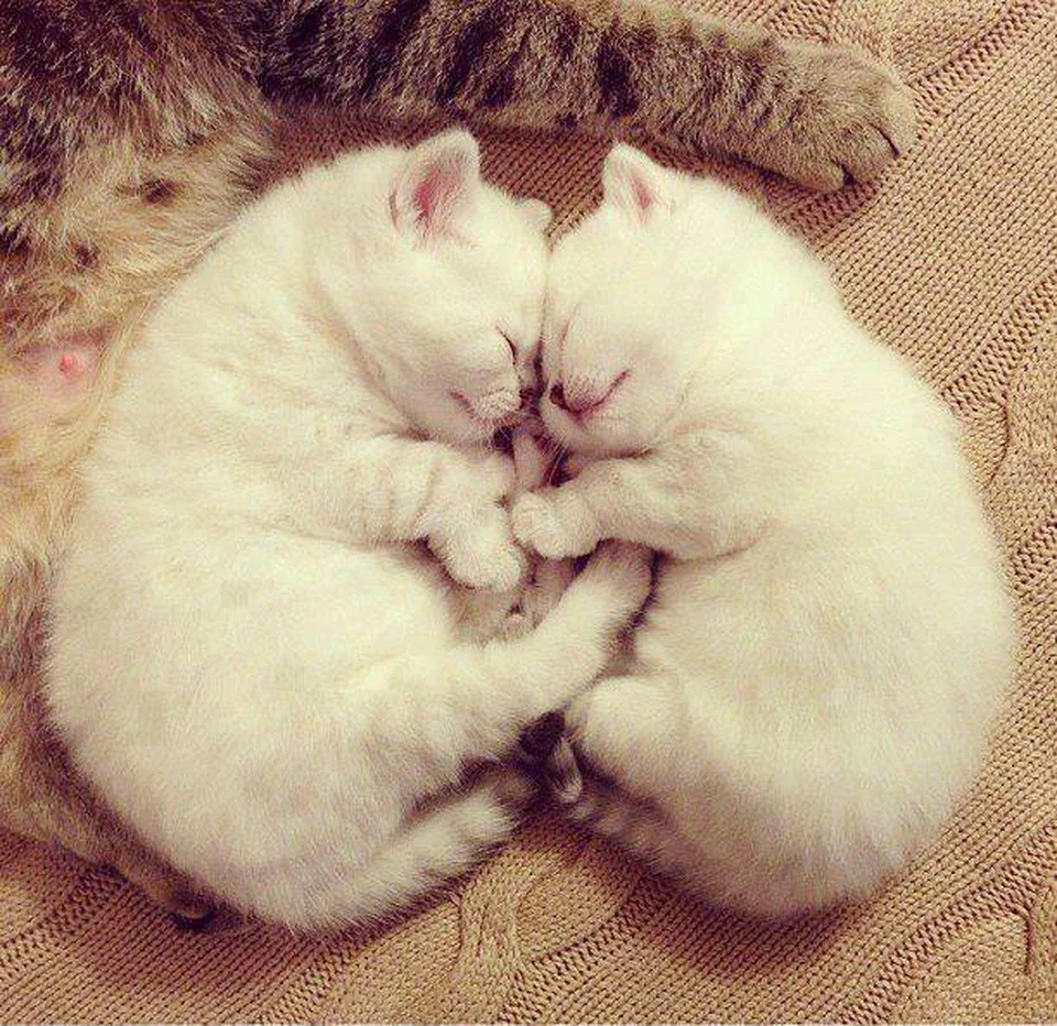 Милые обнимашки