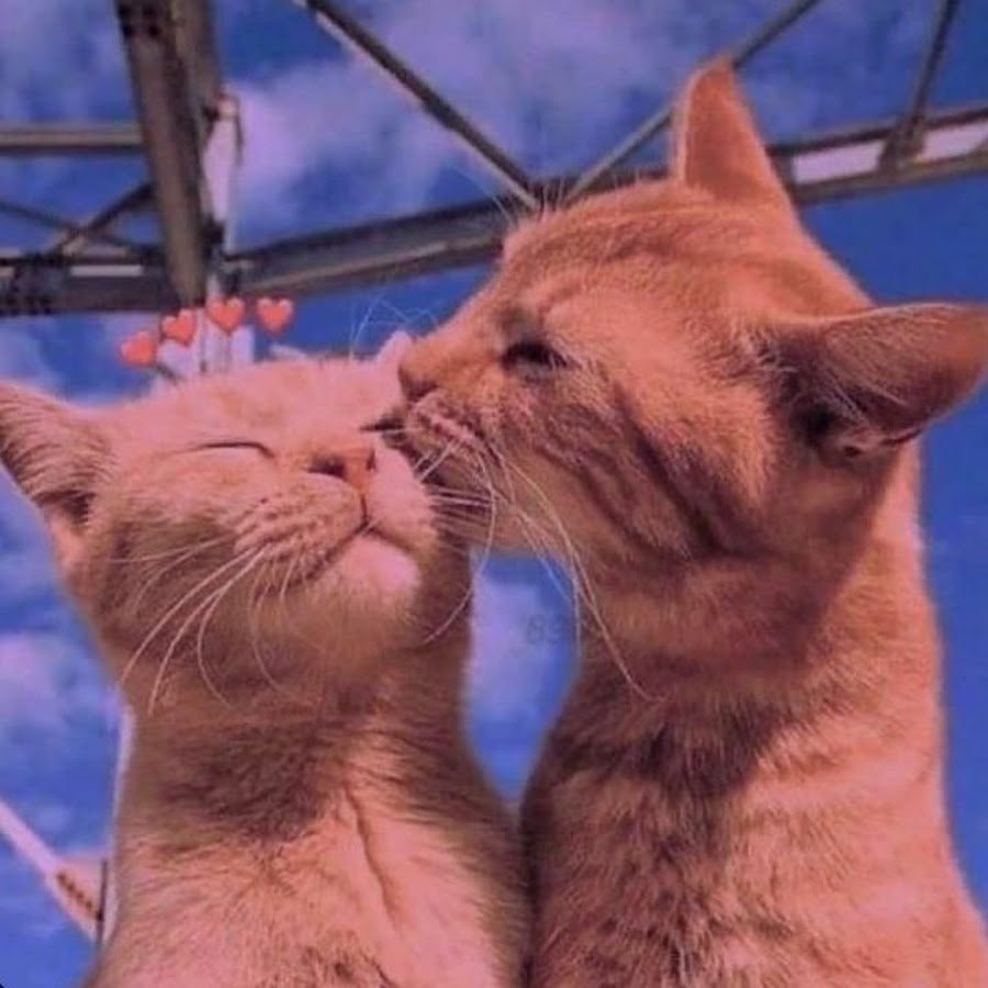 Кошачий поцелуй