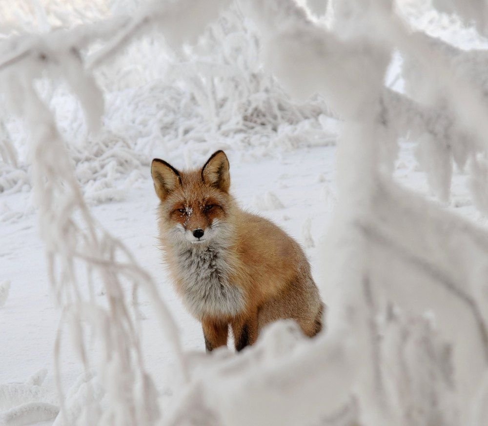 Лисенок зимой