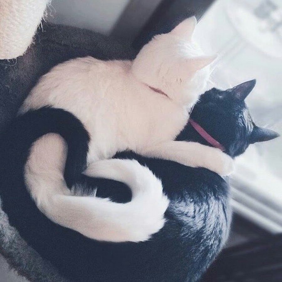 Милые кошки сохраненки