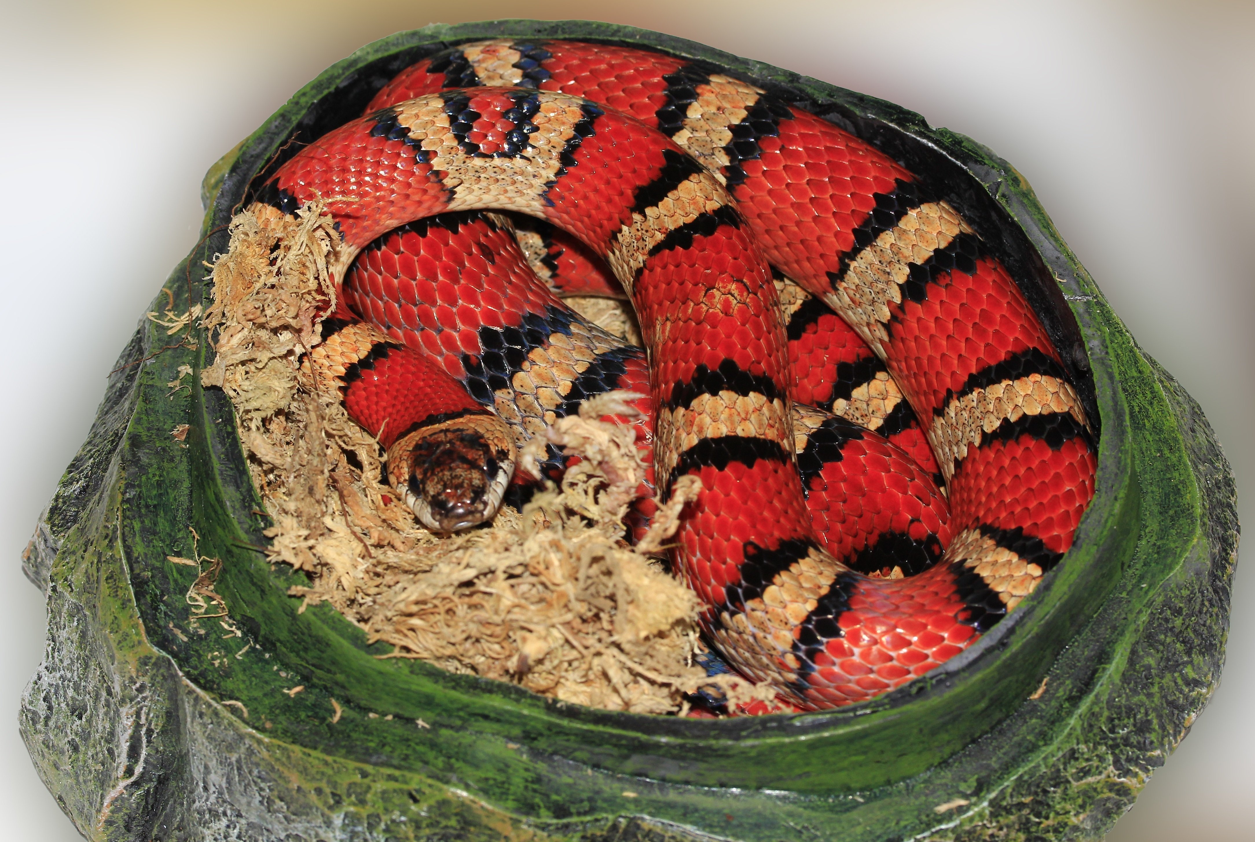 Красная рептилия. Синалойская Королевская змея. Мексиканская Королевская змея. Маисовый полоз полосатый. Красная Королевская змея.