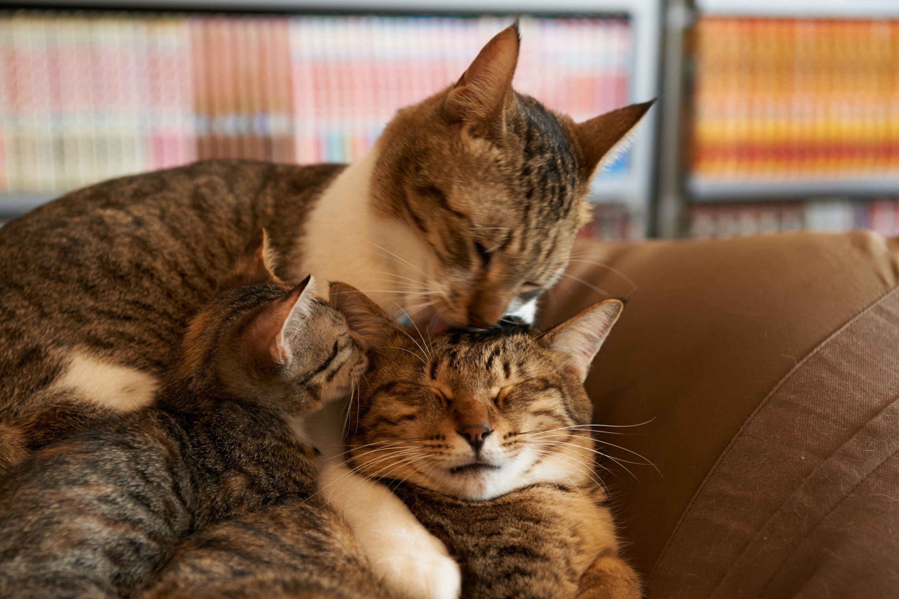 Картинки с любящими котиками. Семья котов. Кошки любовь. Кот, кошка и котенок. Влюбленные кошки.