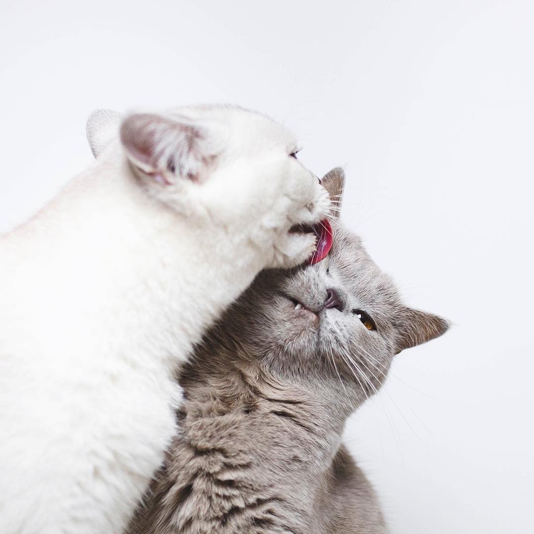 Сладкие парочки животные