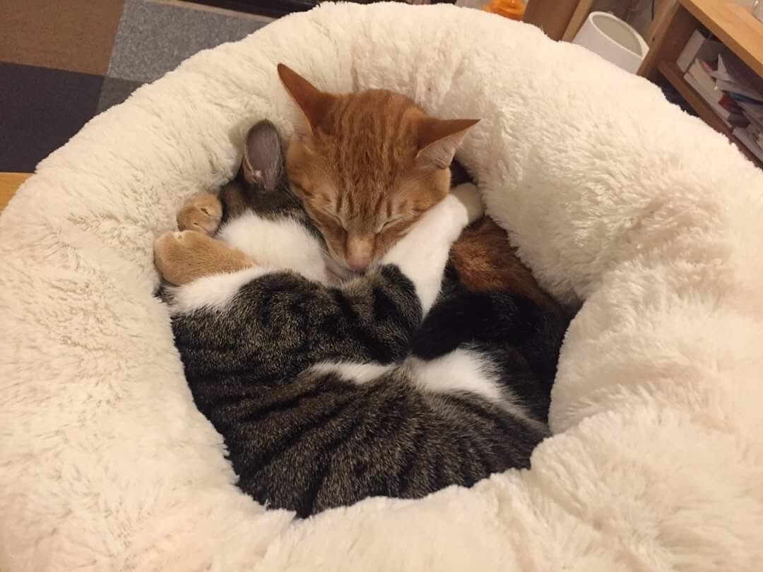 Два кота под одеялом