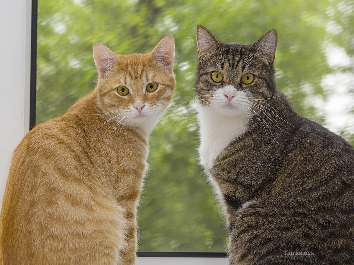 Рыже серая кошка