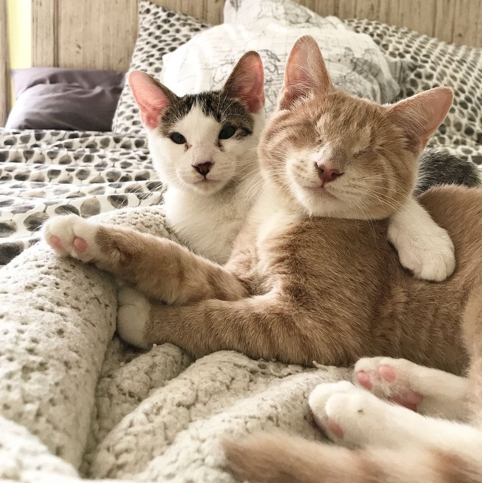 Кошки братья