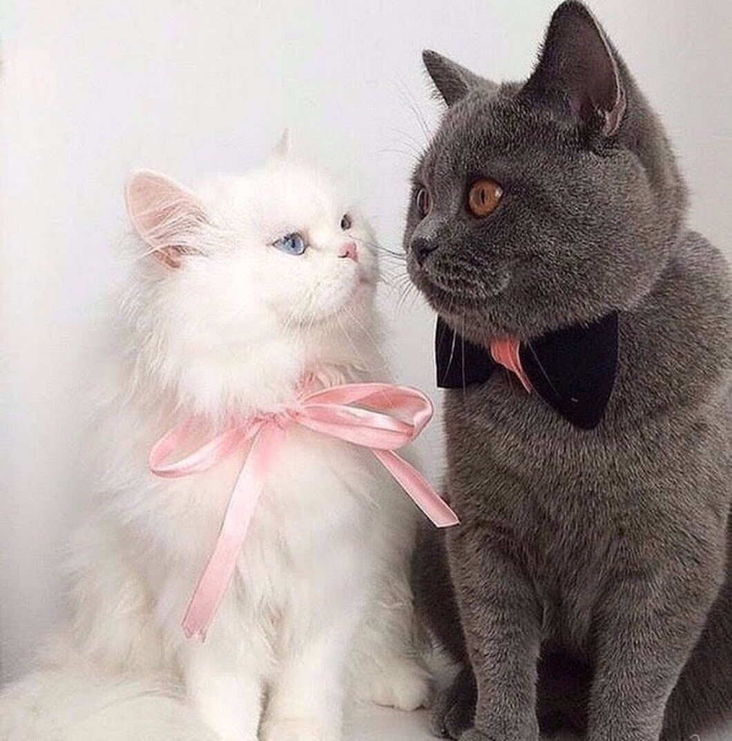 Жениха и котов