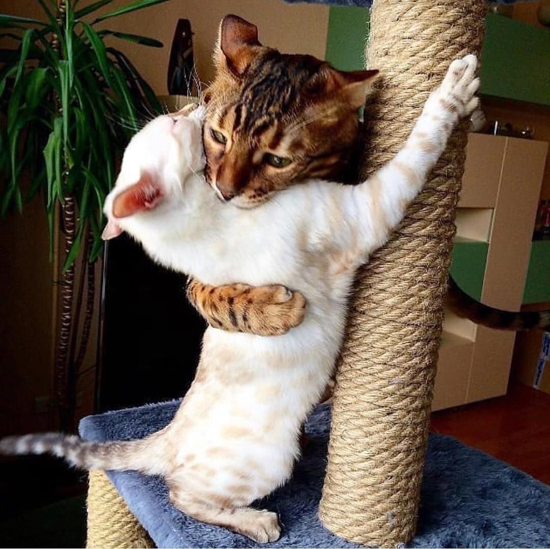 Кот обнимает