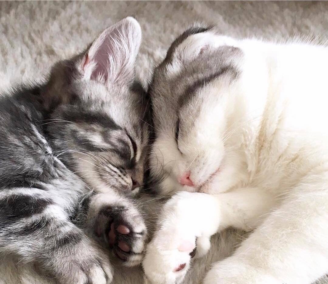 Милые котики обнимаются