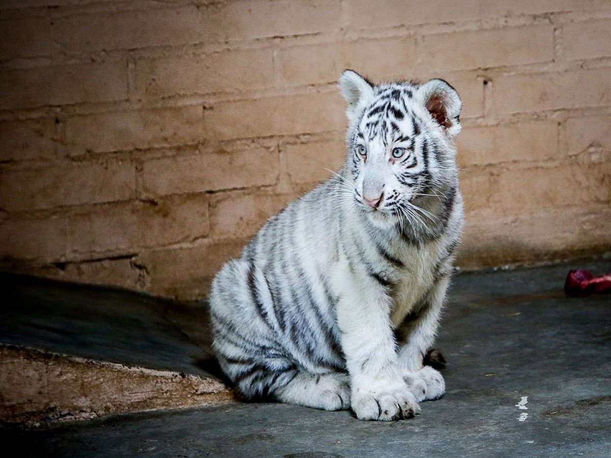 Амурский тигр альбинос