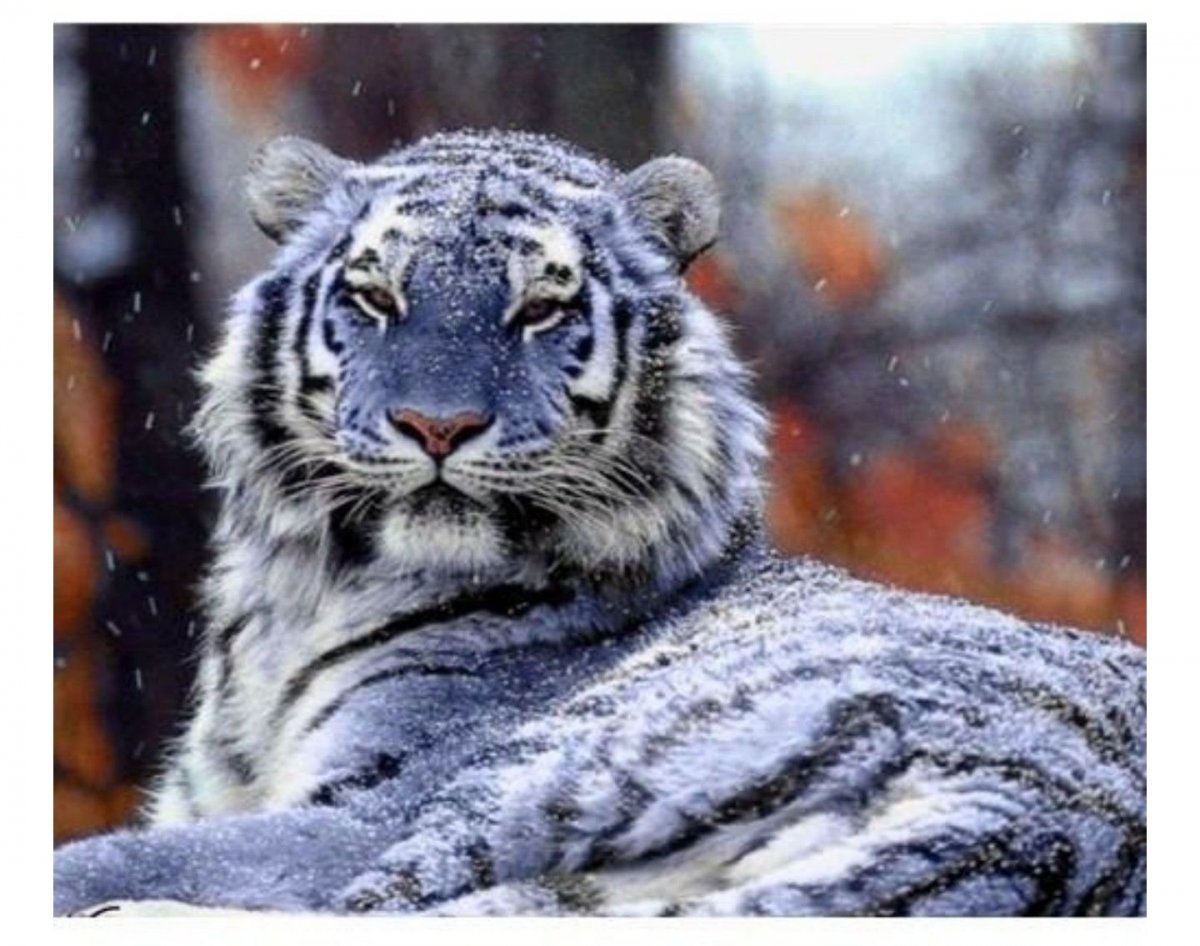 Мальтийский голубой тигр