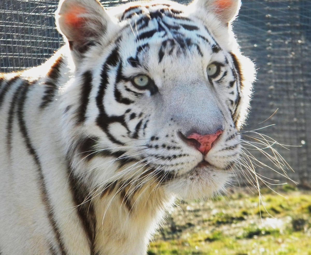 Хельмут Коллер анималист