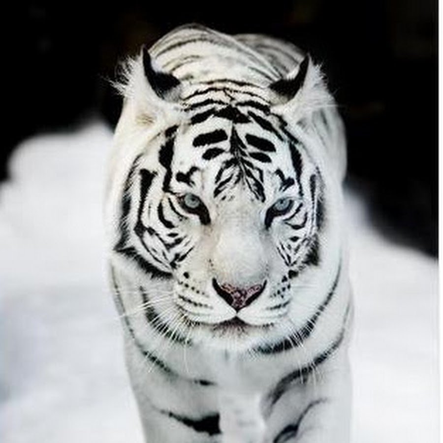 Стая тигров