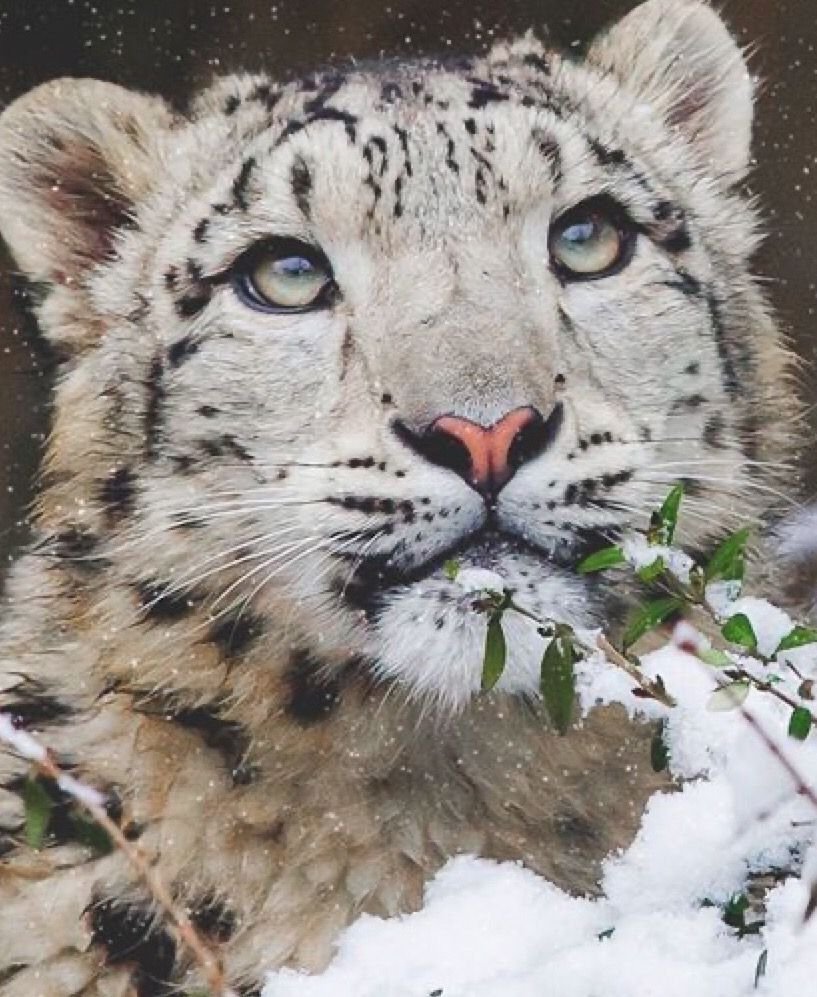 Саблезубый снежный Барс