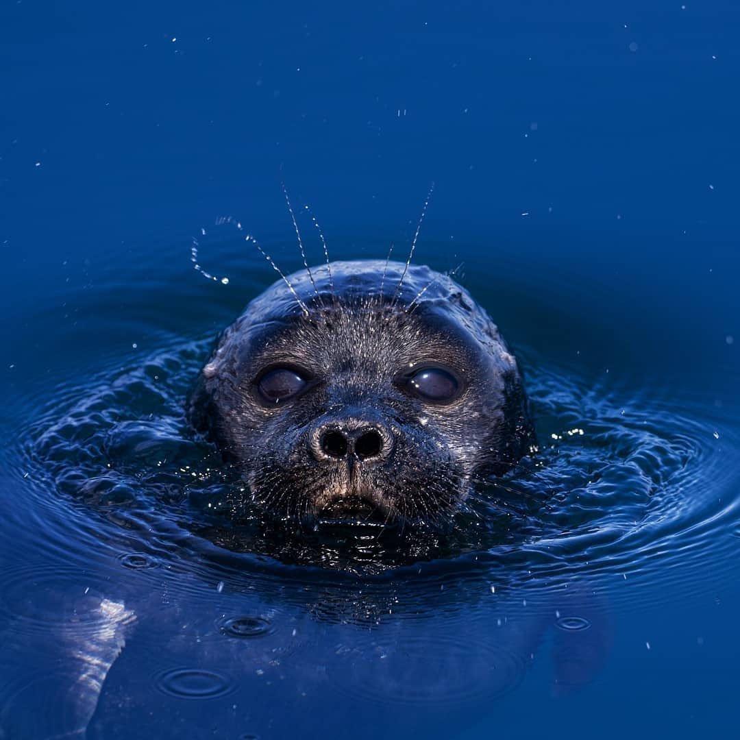 Байкальская Нерпа