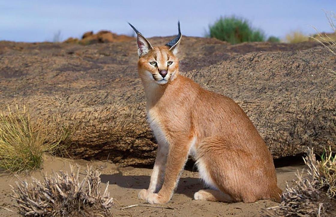 Туркменский каракал