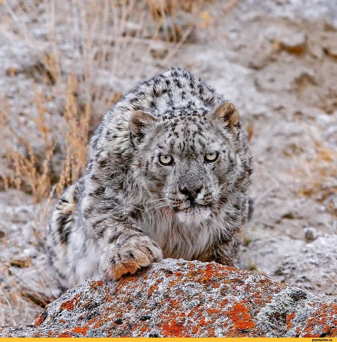 Снежный Барс Туркменистан