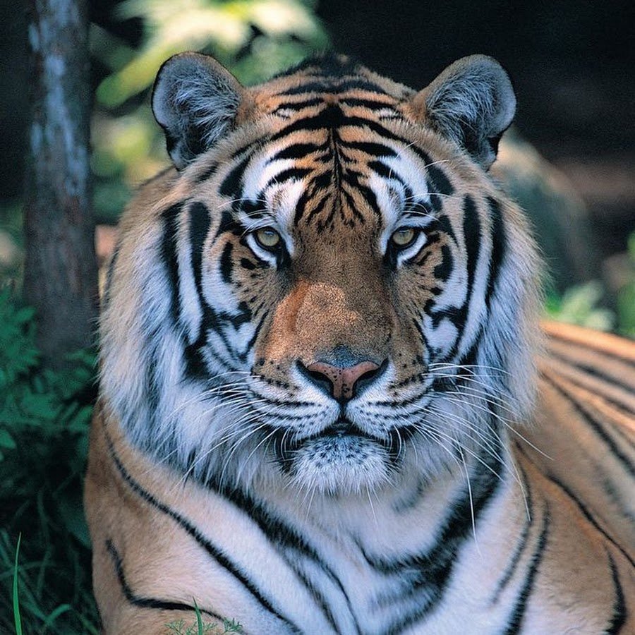 Амурский тигр плывет