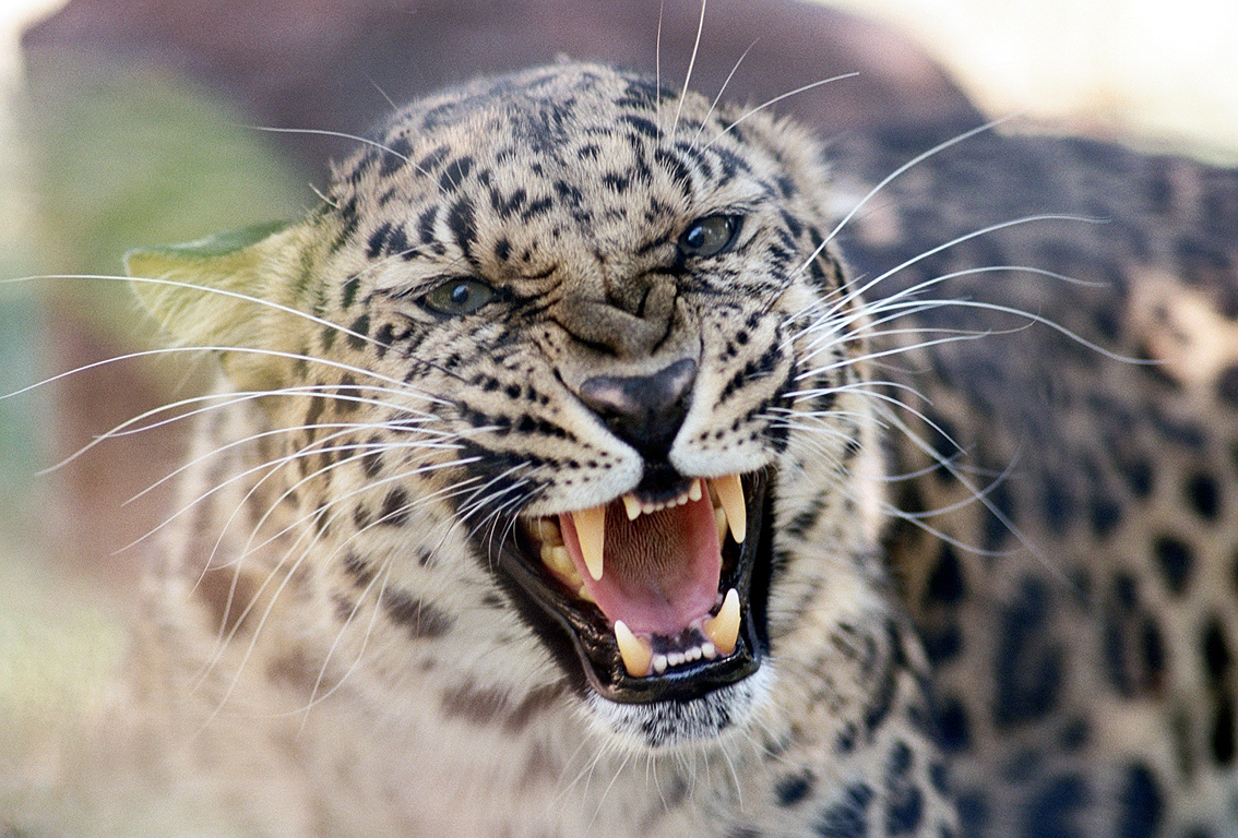 Леопард снежный Барс Ягуар