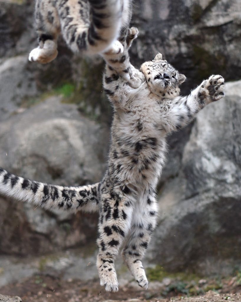 Ирбис в прыжке