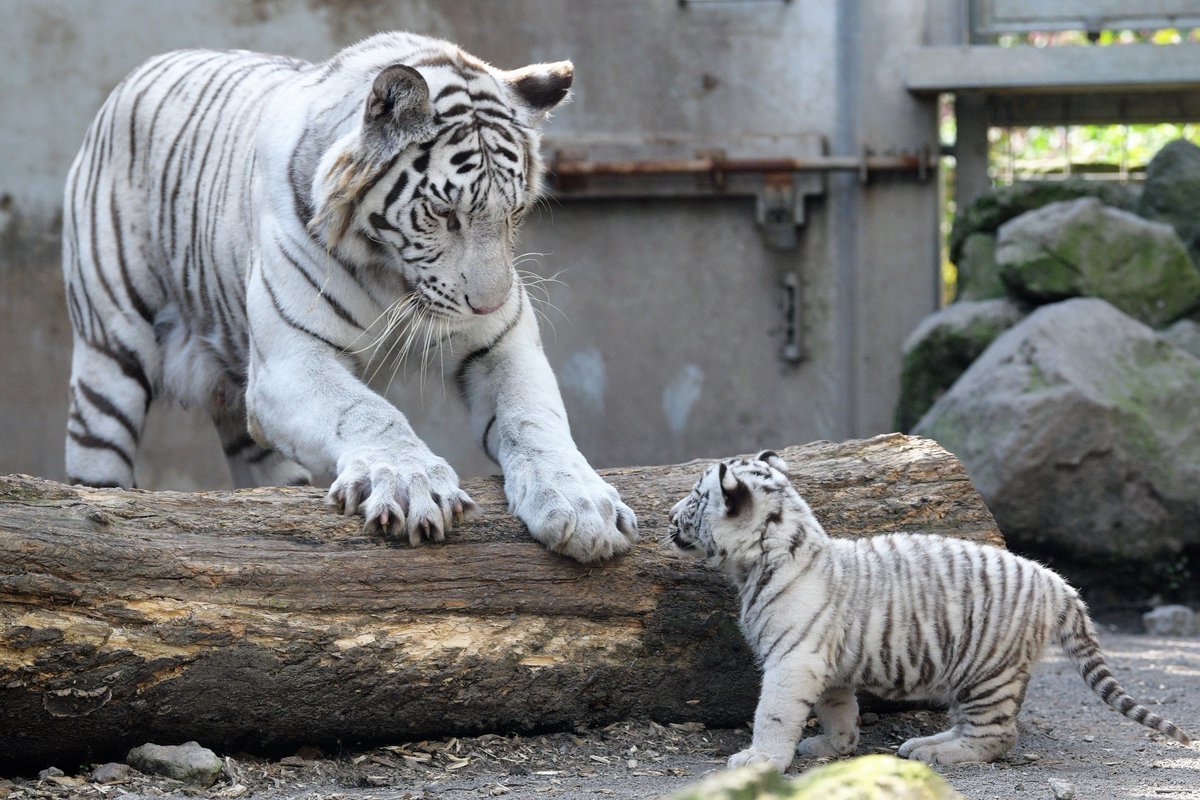 Белый бенгальский тигр