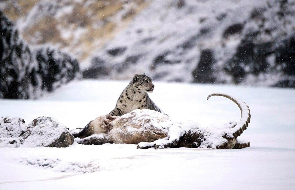 Ирбис снежный Барс охота