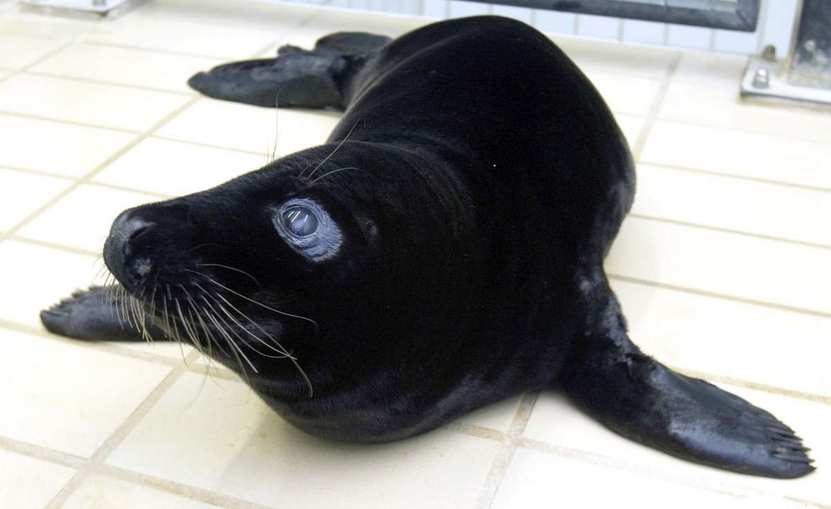 Морской котик тюлень Нерпа черный