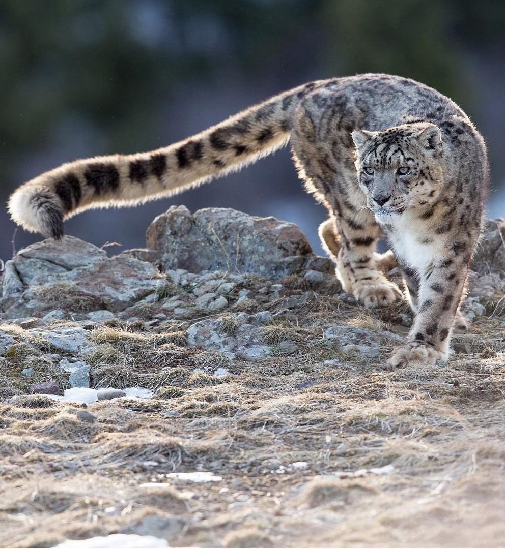 Снежный Барс Казахстана