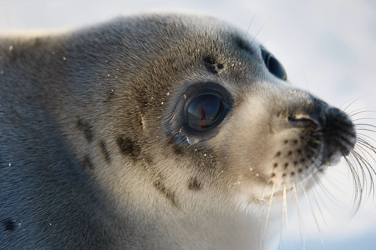 Нерпа Сахалинская