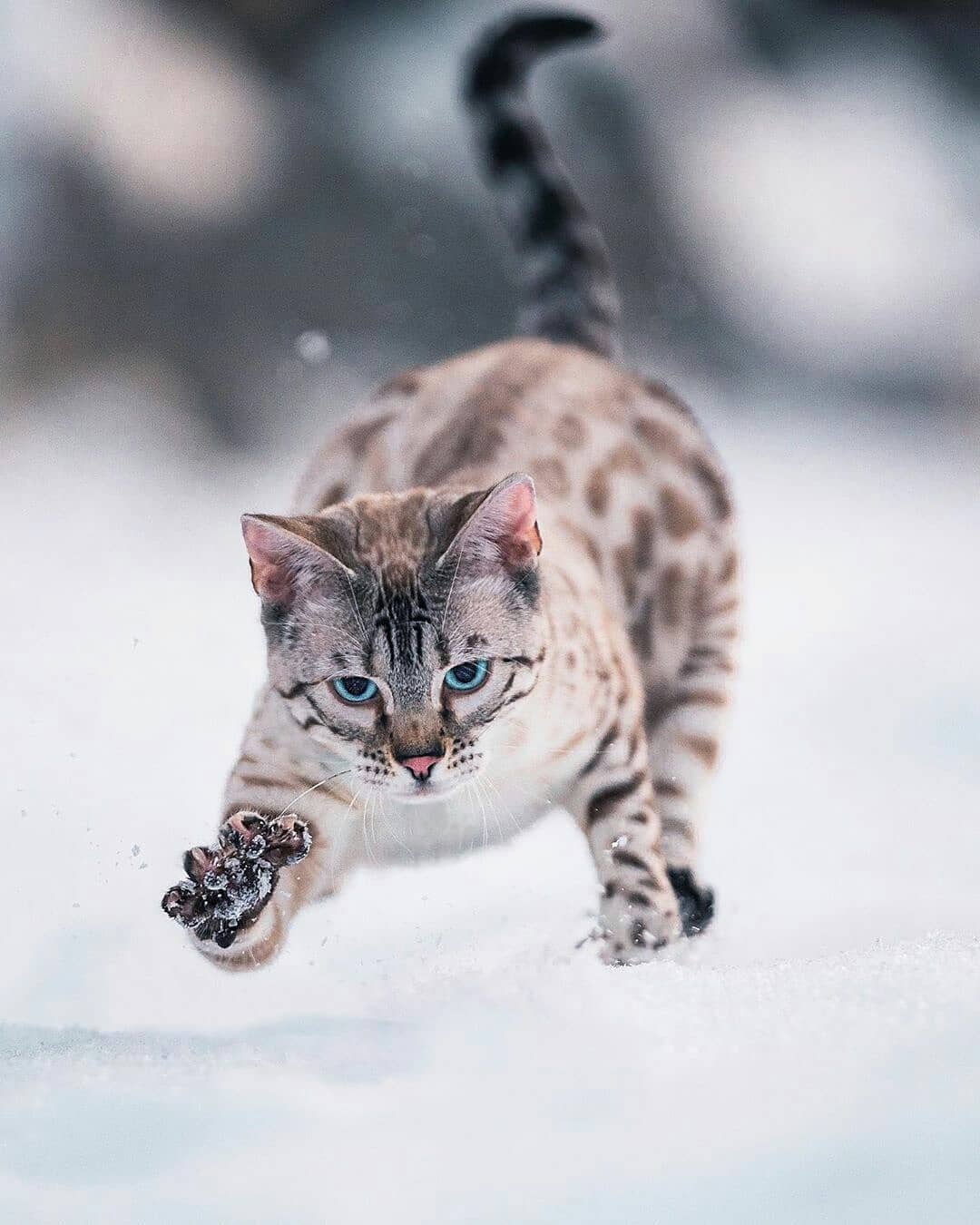 Снежный бенгальский кот - 75 фото