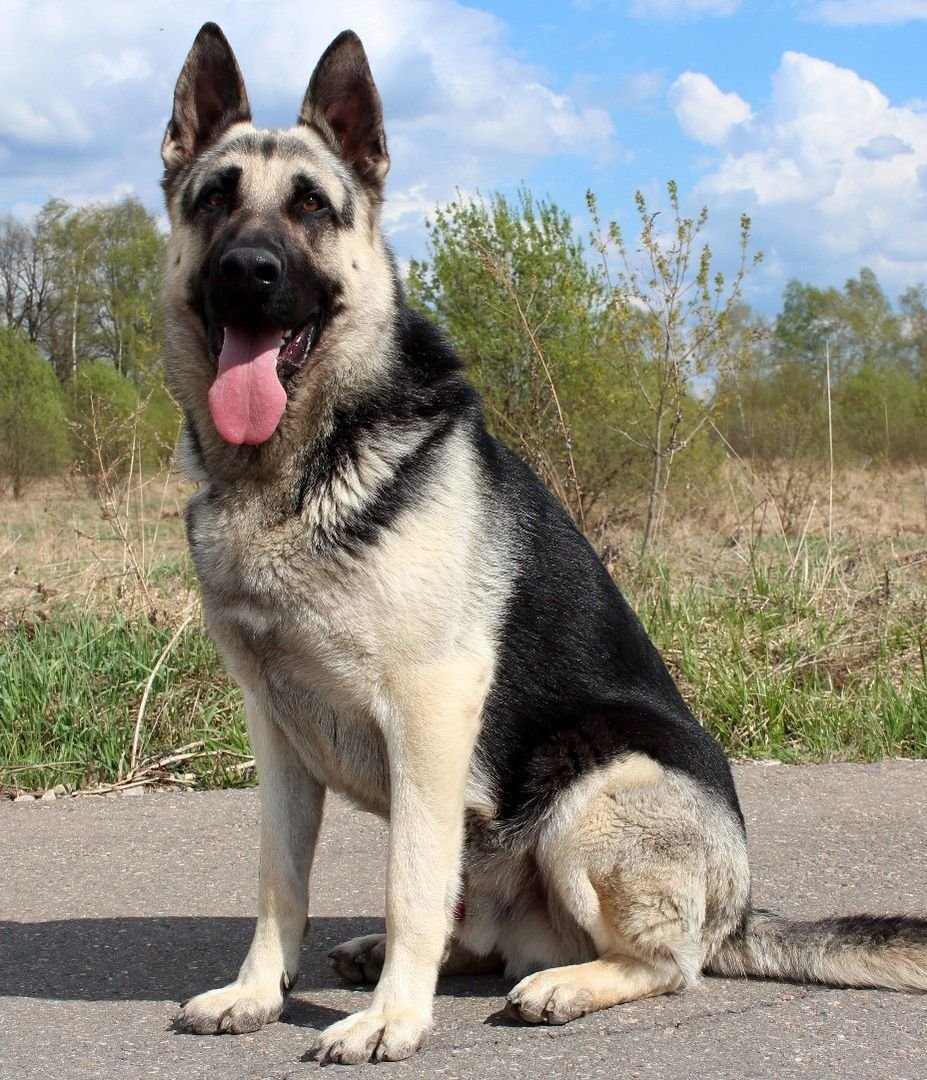 Лайка Западно-Сибирская Арчи