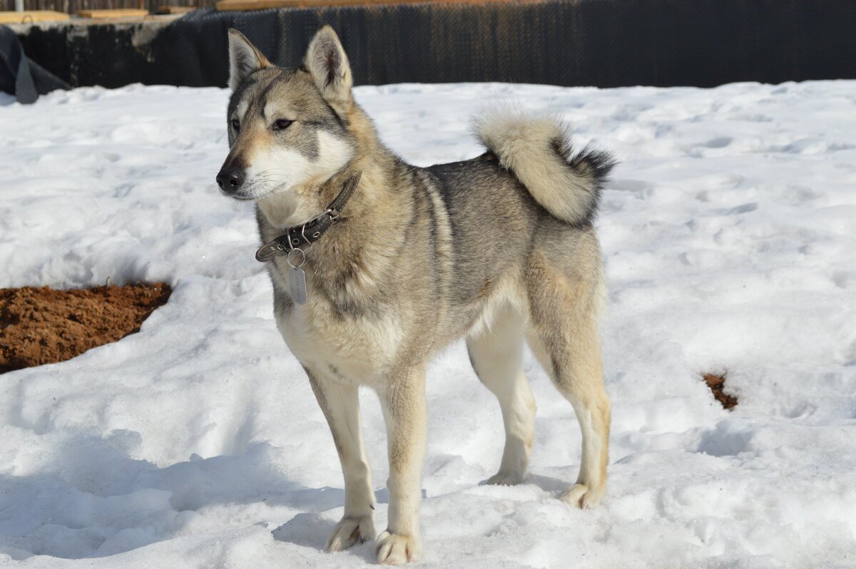 Восточносибирская лайка лайки
