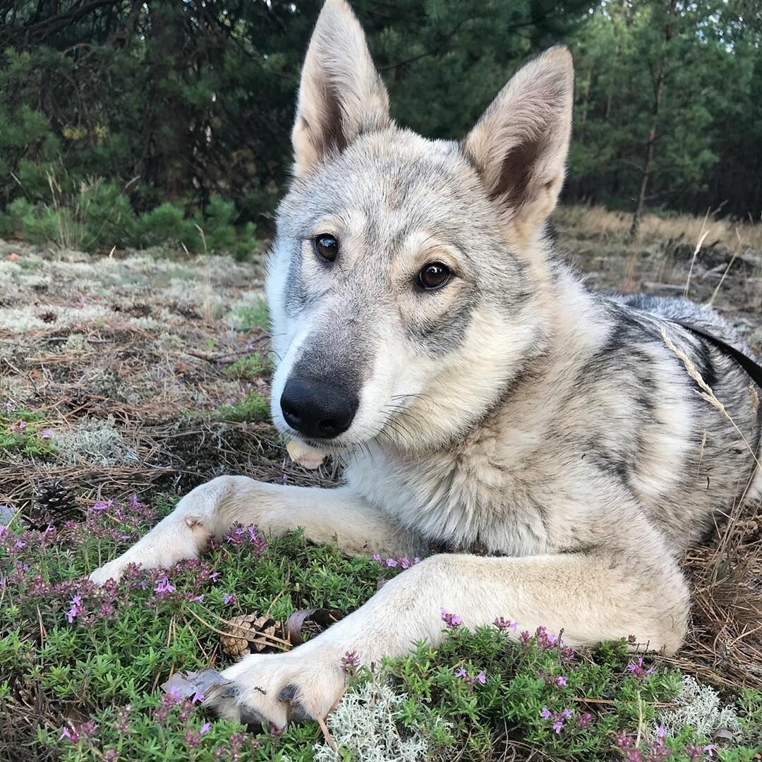 Сибирская овчарка фото