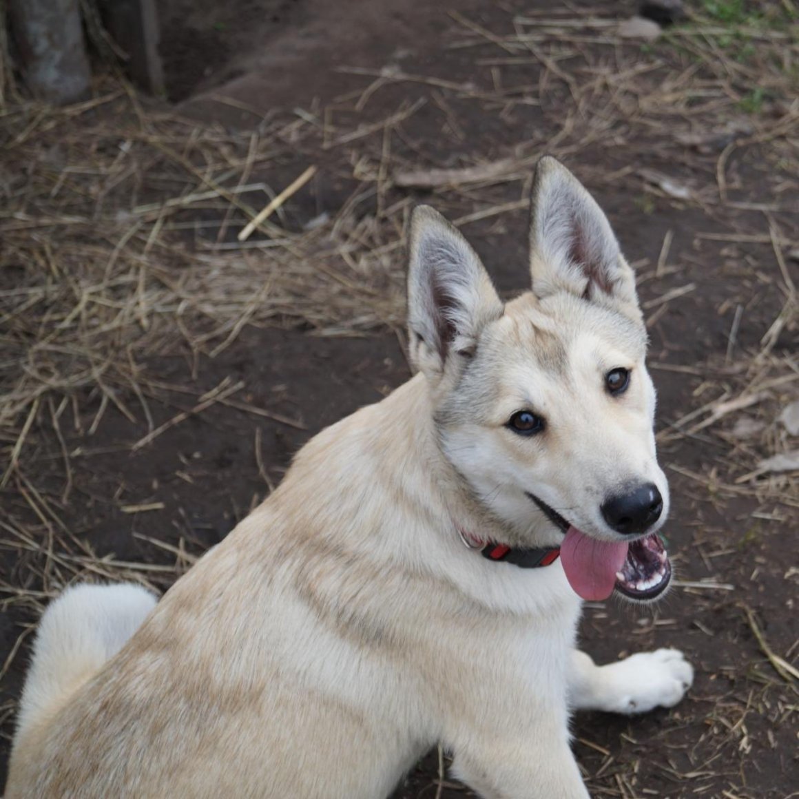 Волкособ метис хаски
