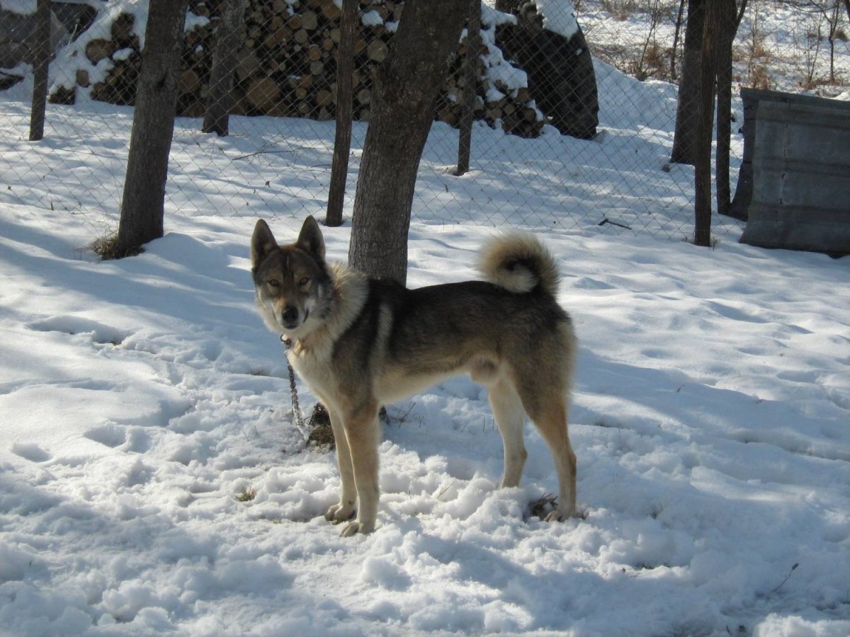Западно Сибирская лайка с дворняжкой