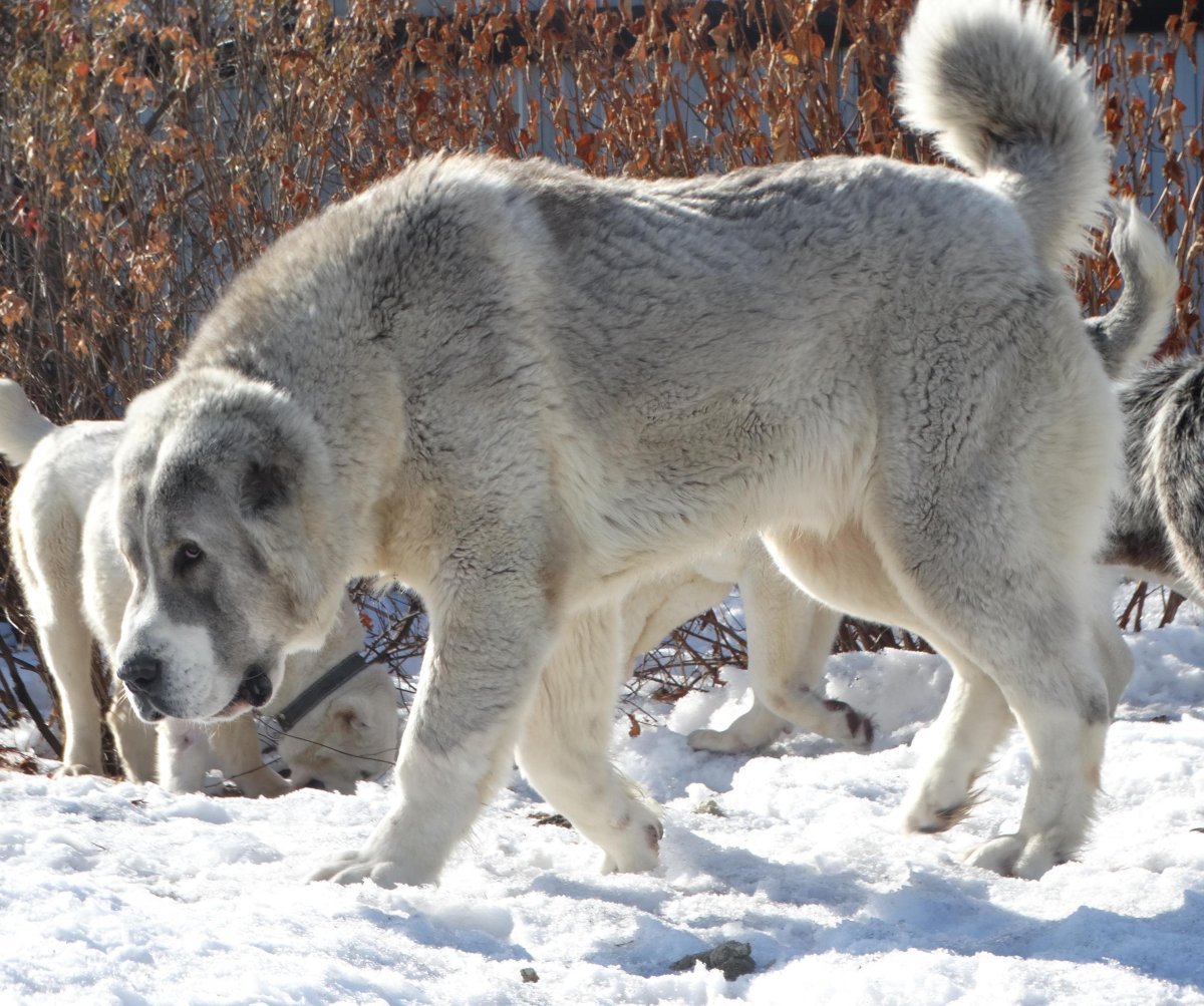Хаски собака на охоте