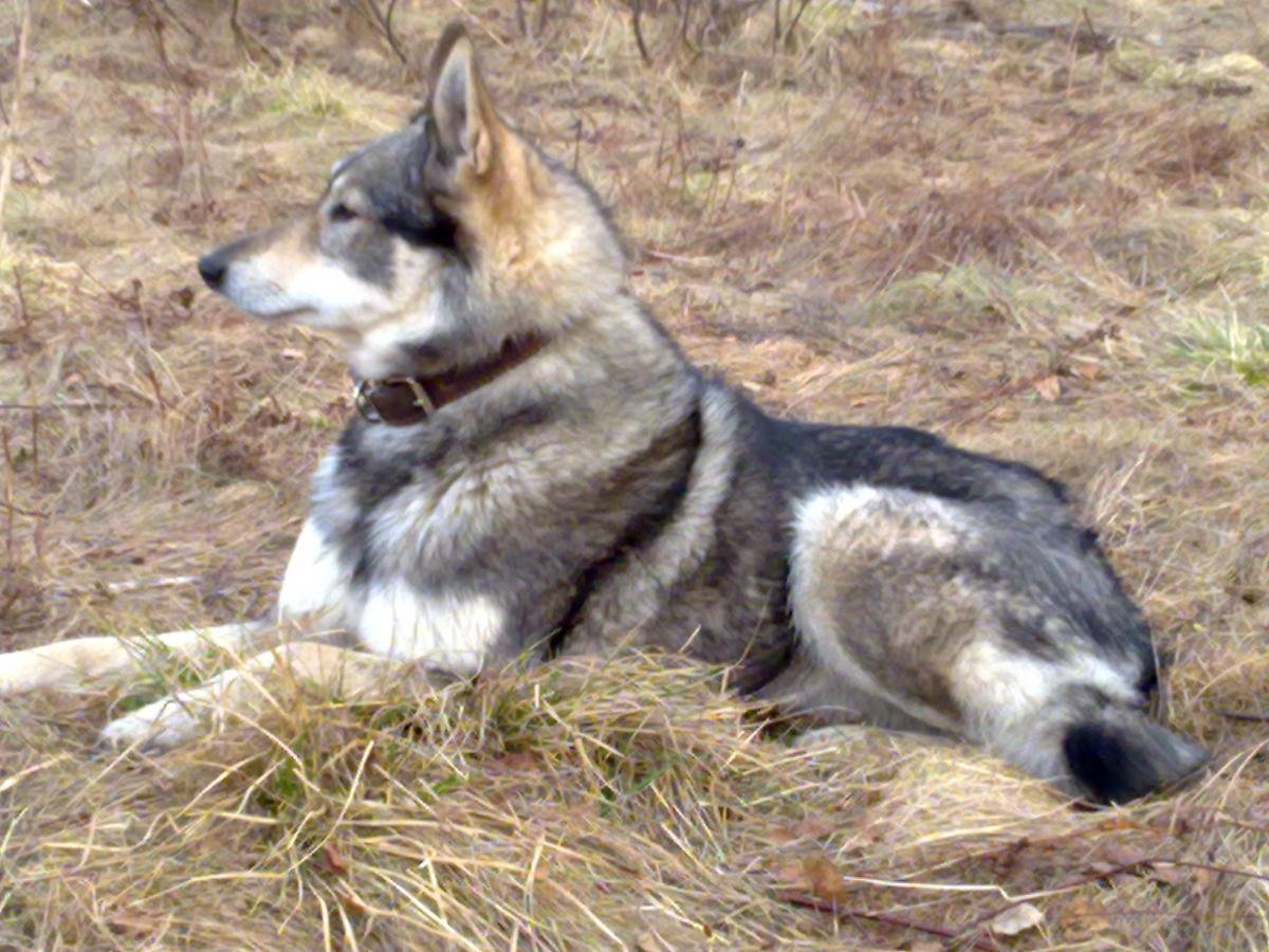 Шведская лайка емтхунд