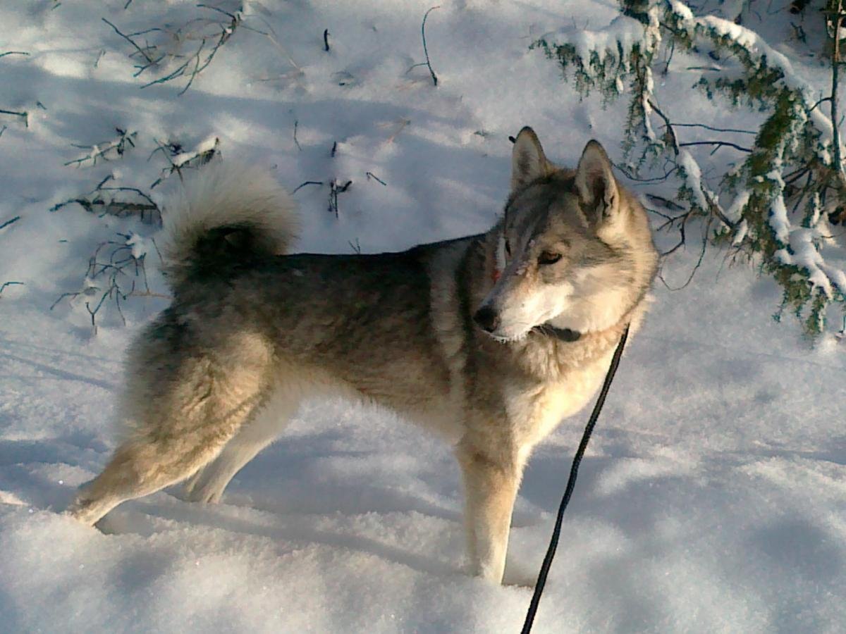 Западносибирская лайка рост