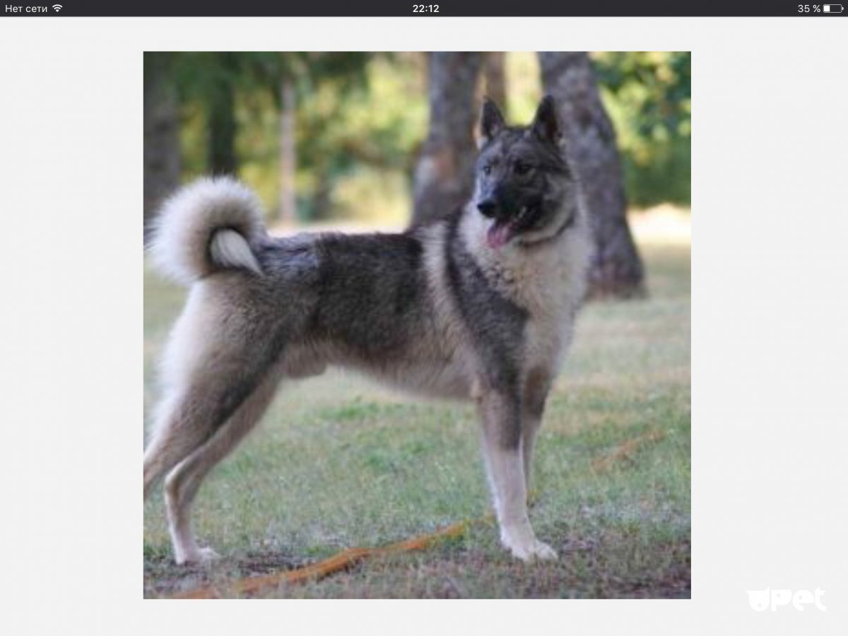 Воланд Западно Сибирская лайка