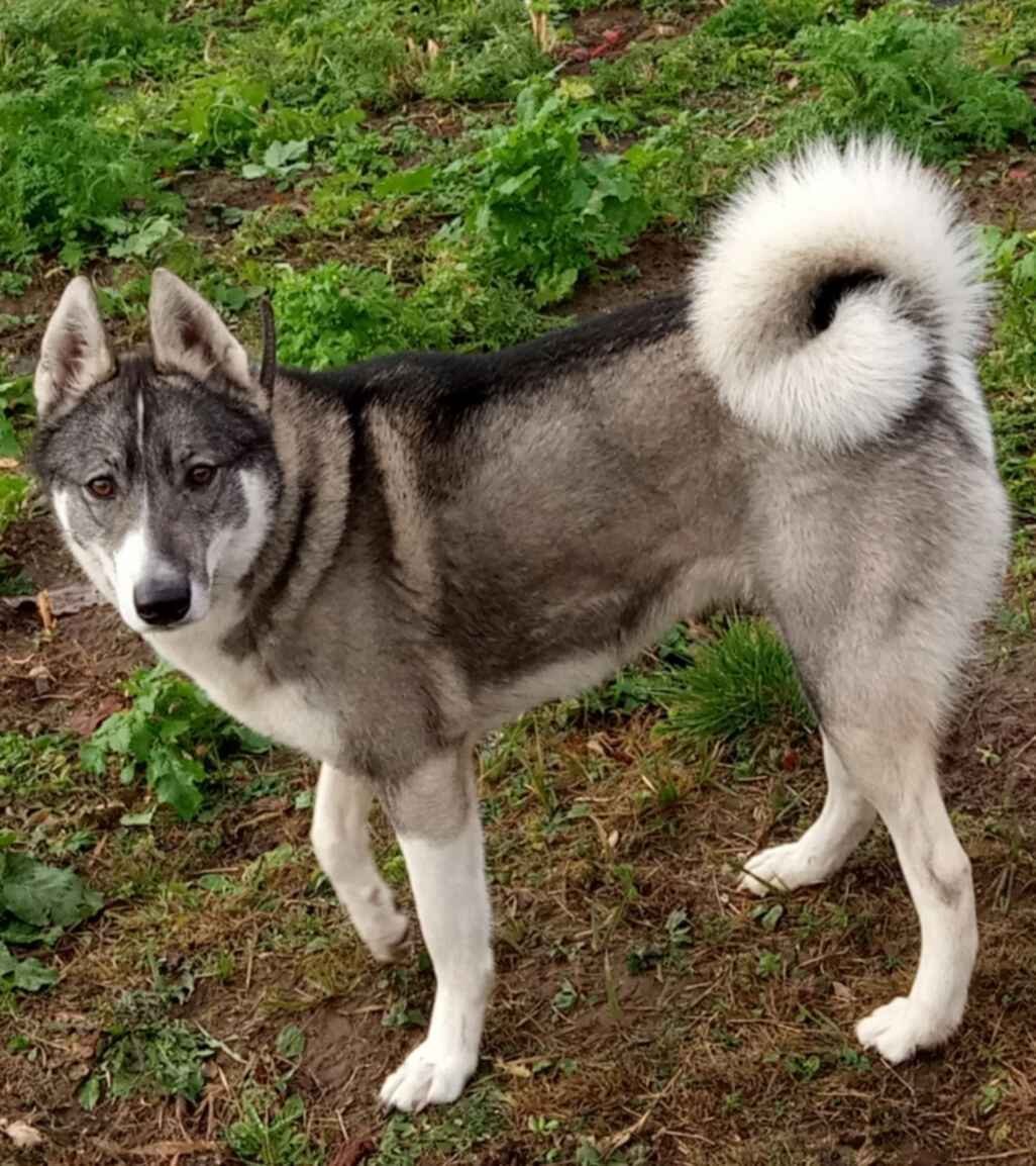 Хаски смешные морды