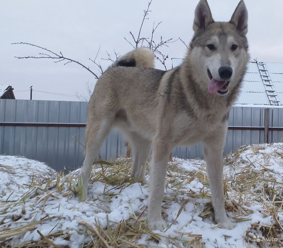 Помесь хаски и лайки