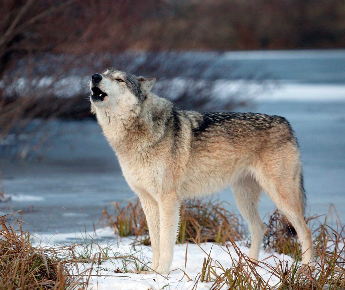 Сибирская лайка хаски