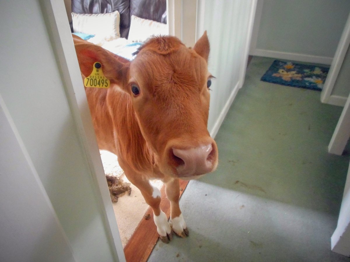 Коровы на Кубе